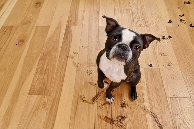 How To Clean And Protect Hardwood Flooring Bruce Hickory Engineered Natural