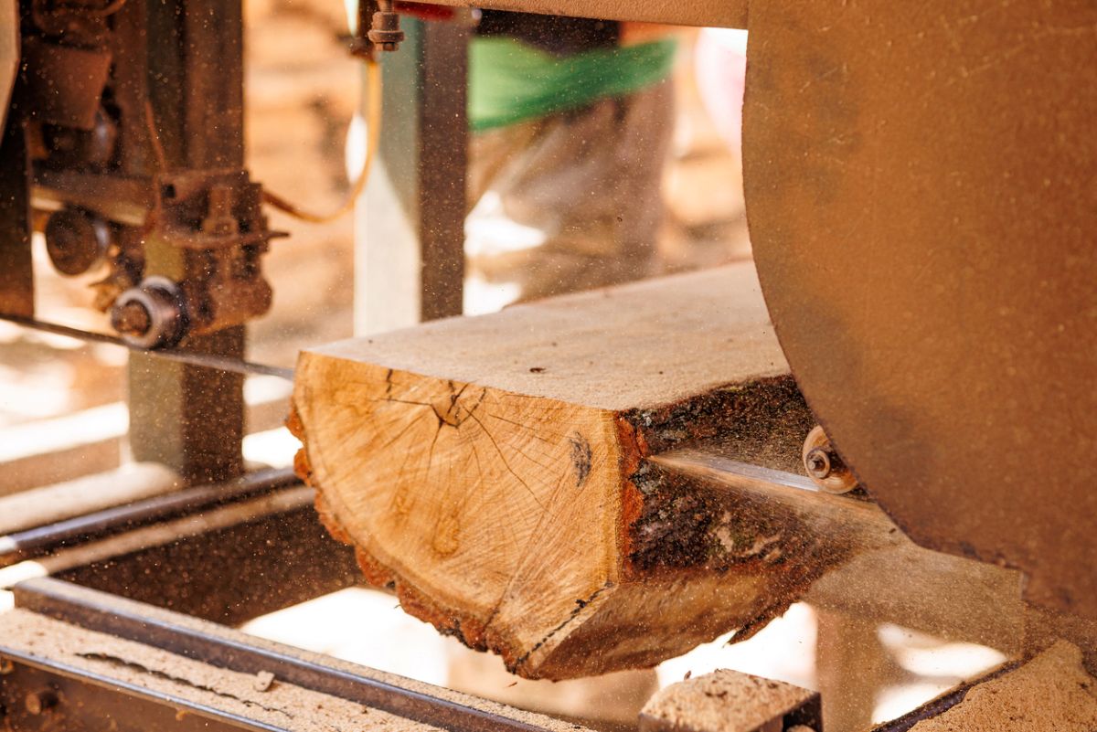 Closeup of a saw in a mill cutting planks from a harvested tree to show the steps in how wood floors are made