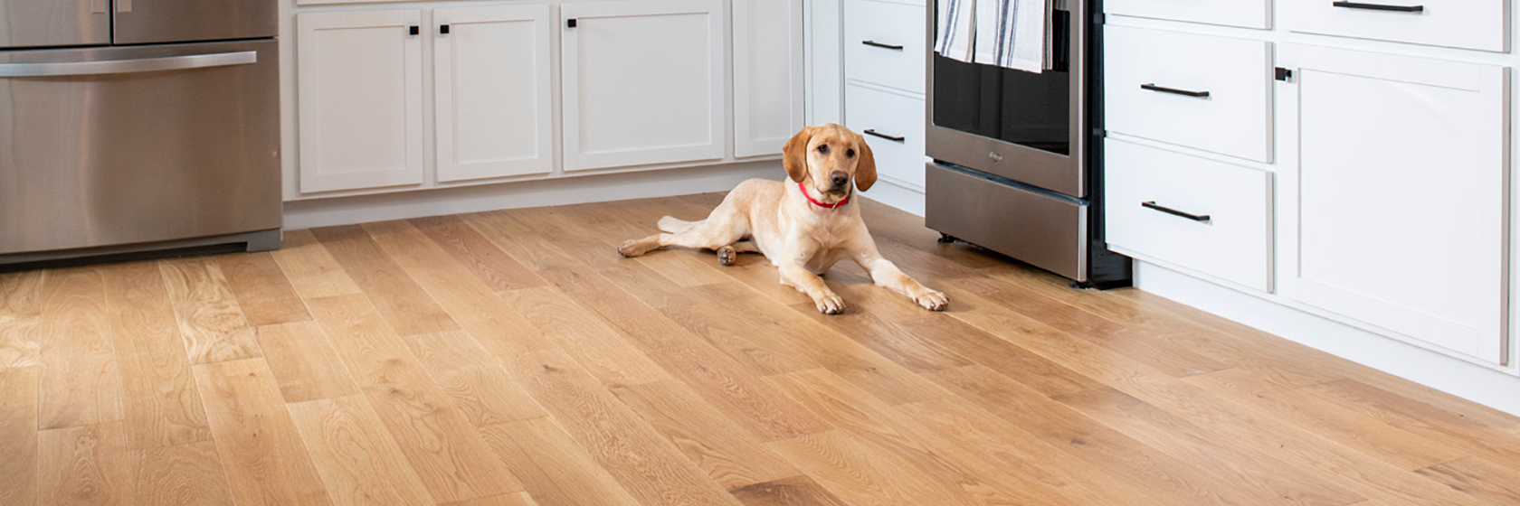 Dog laying on Dogwood densified wood flooring