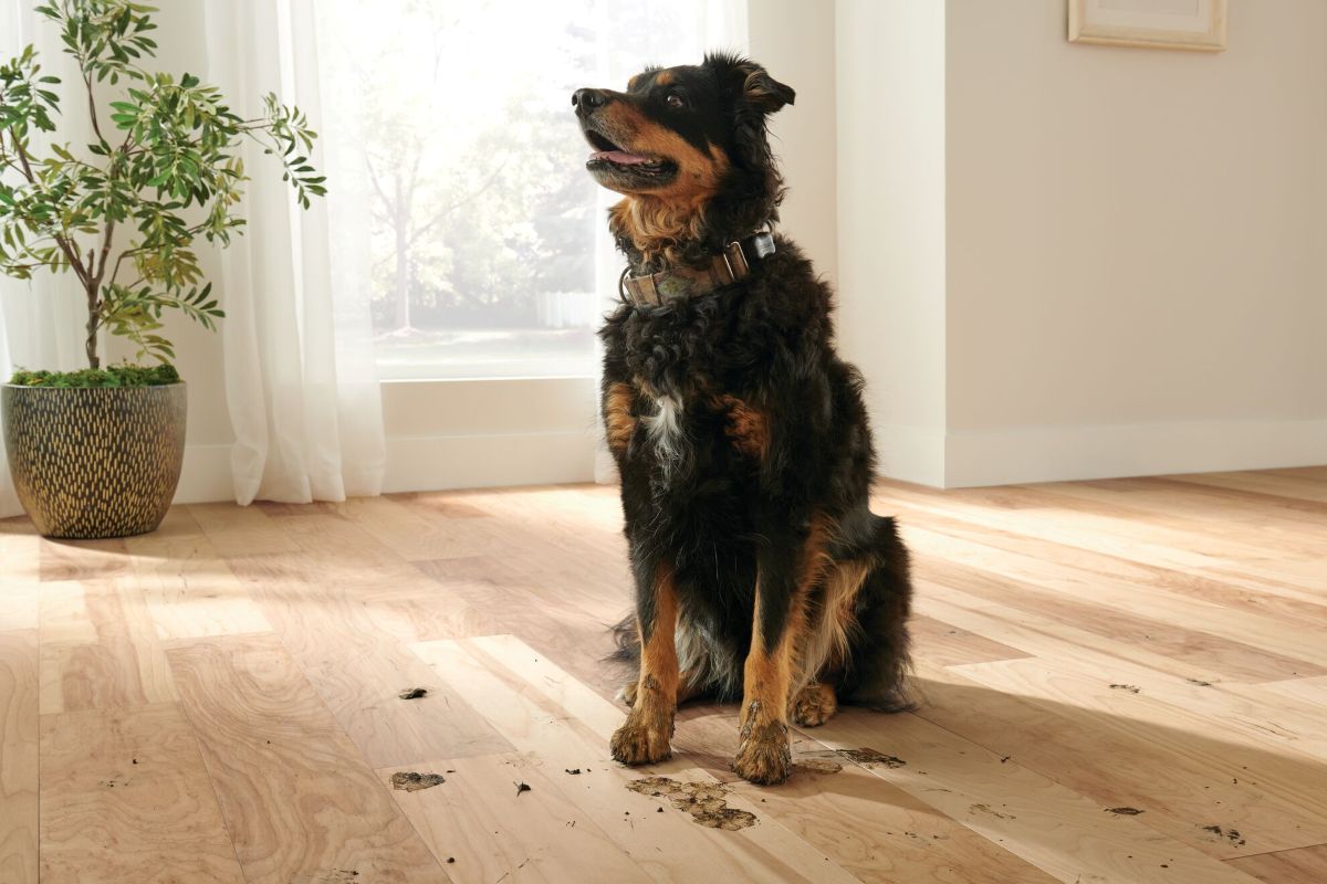 Dog sitting on an engineered hardwood floor with muddy paw prints around him