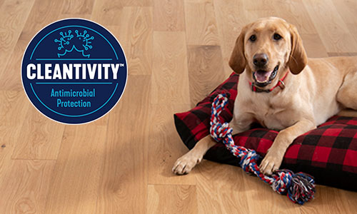 Dog on bed on Bruce Dogwood Floor with Cleantivity logo