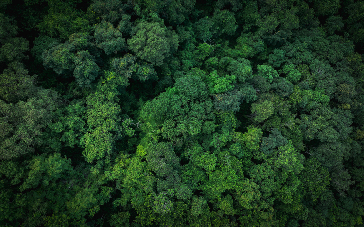 Overhead view of a forest to show sustainability 